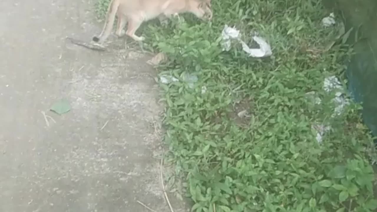 I was shocked to see the cat.
