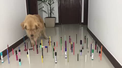 Obstacle Challenge CAT vs DOG