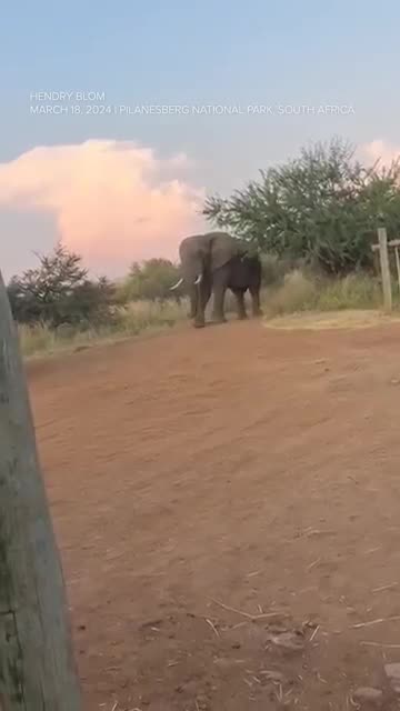 🐘 Elephant Lifts Safari Truck in South Africa! 🚛💪