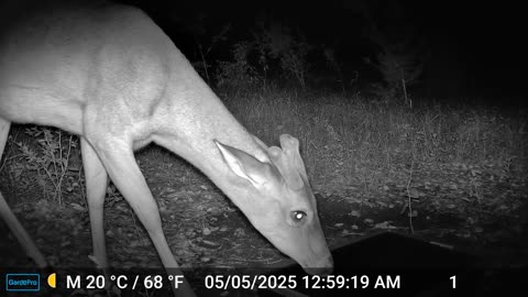 Deer - Close