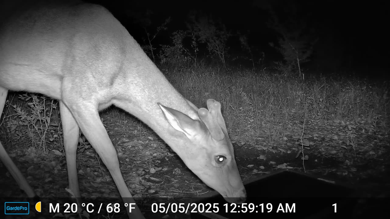 Deer - Close