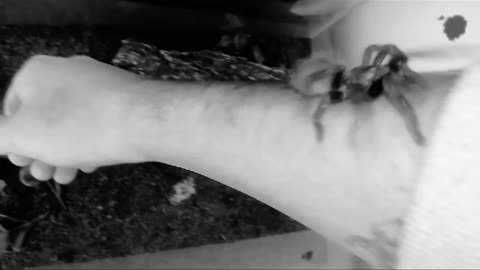 Hands on with spider