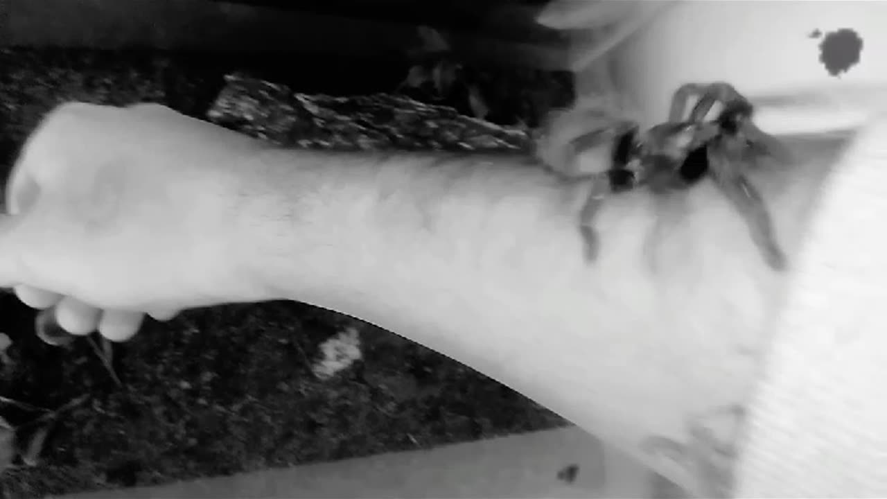 Hands on with spider