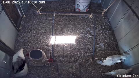Millar Time Chicken Cam