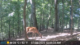 The Woods – 07/08/2025