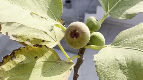 Fig (Anjeer) Has Started Ripening | Protecting from Squirrels 🐿️