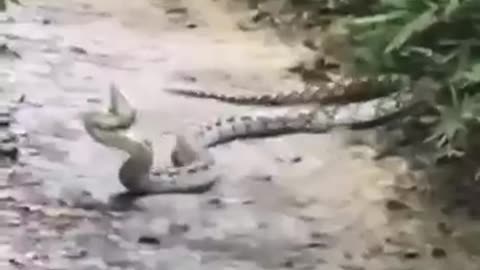 It’s a Snake Eat Snake WORLD! King Cobra Attacks Python! #snake