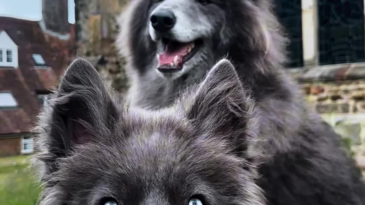 these two dogs look like real wolves! 🐺🐺