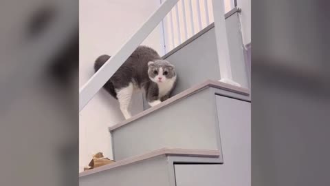 🐶😹 Funny Dogs & Cats Caught on Camera – Too Hilarious to Miss!
