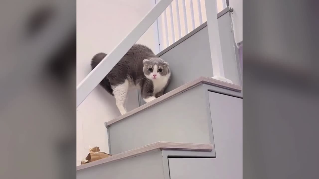 🐶😹 Funny Dogs & Cats Caught on Camera – Too Hilarious to Miss!