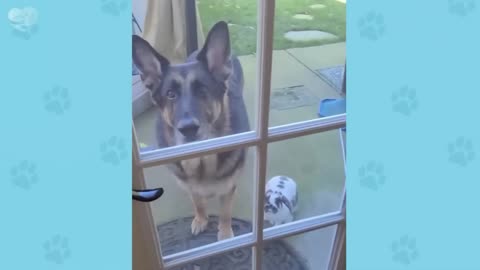 🐕 When your dog brings home a friend 🙈🤣Funniest Dog Ever!