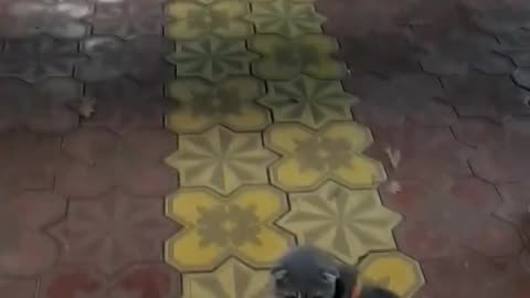 cat compilation