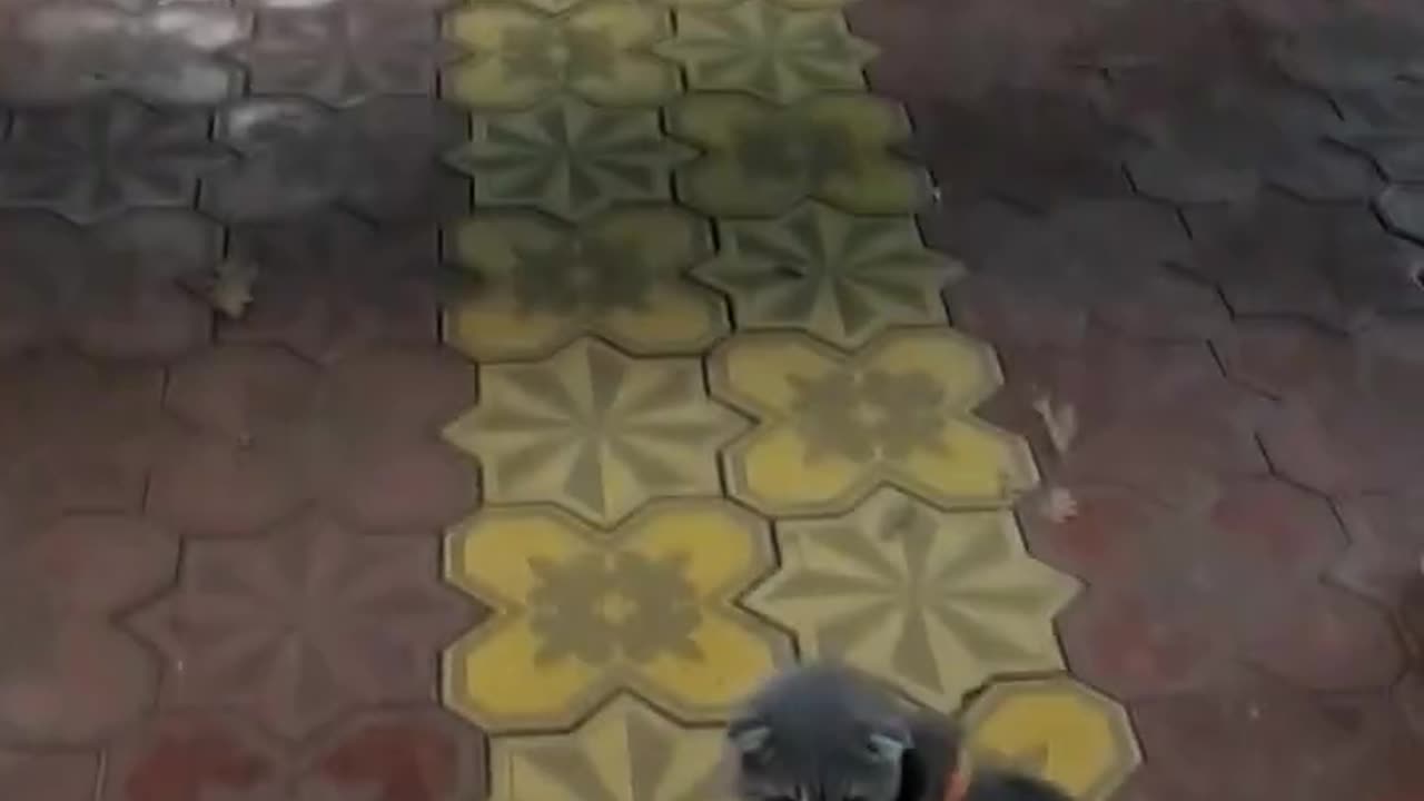 cat compilation