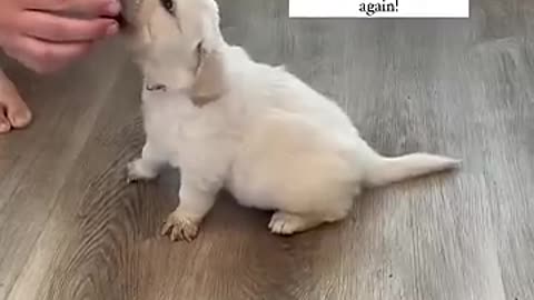 Incredible: How to Train "sit" to your puppy!