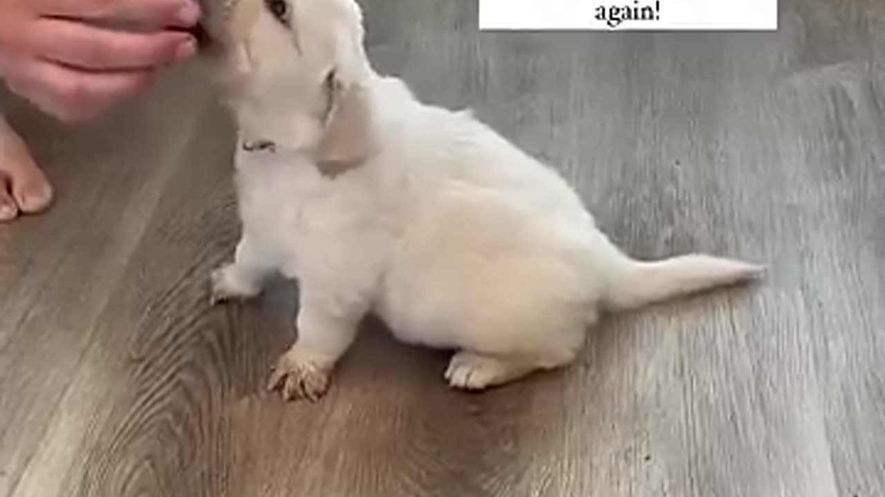Incredible: How to Train "sit" to your puppy!
