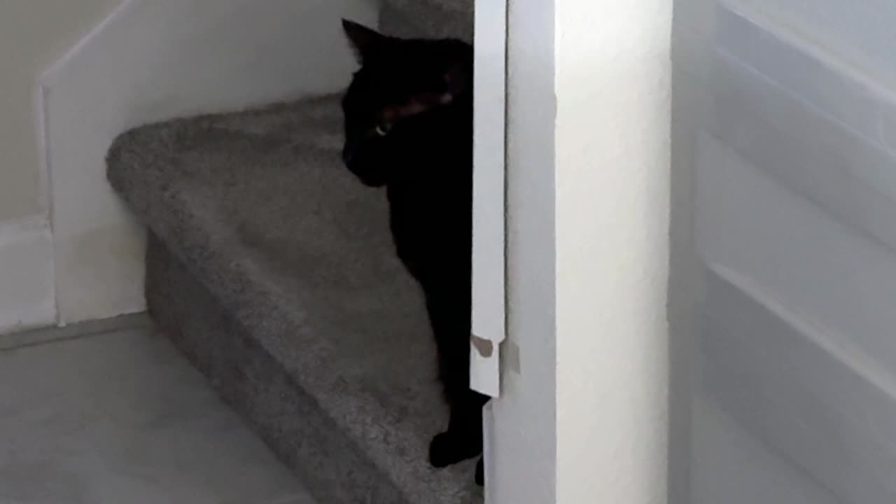 Secret Agent 00 Piper is Watching - My Adopted Shelter Cat Vlog