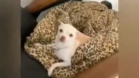 Funny Animal Videos