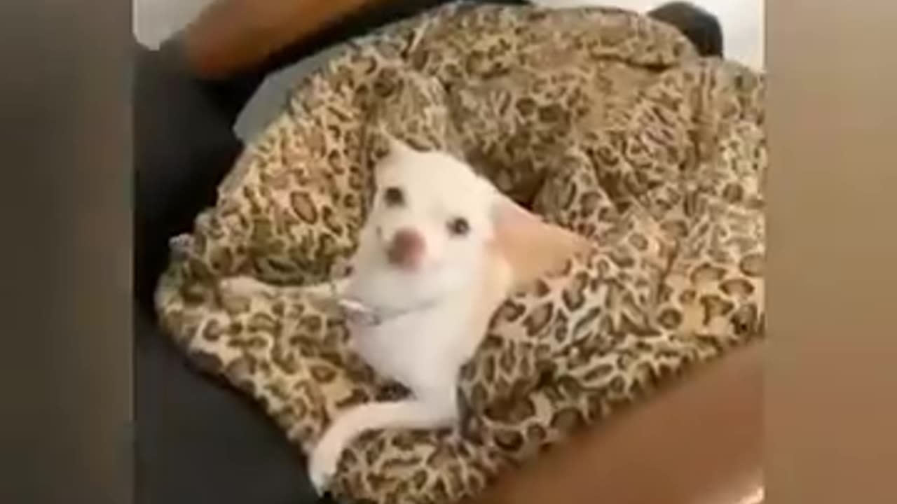 Funny Animal Videos