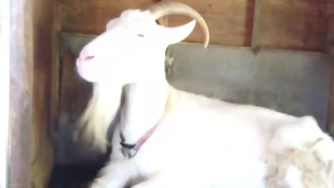 雨の日の山羊小屋にいる山羊さん