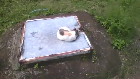 Cat is filmed curled up sleeping peacefully, on the top of a lid [Nature & Animals]