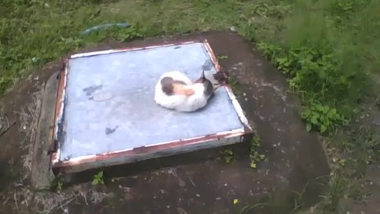 Cat is filmed curled up sleeping peacefully, on the top of a lid [Nature & Animals]