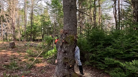 Cutting Down a Tree | Firewood | Bonfire | Sustainable | Homesteading