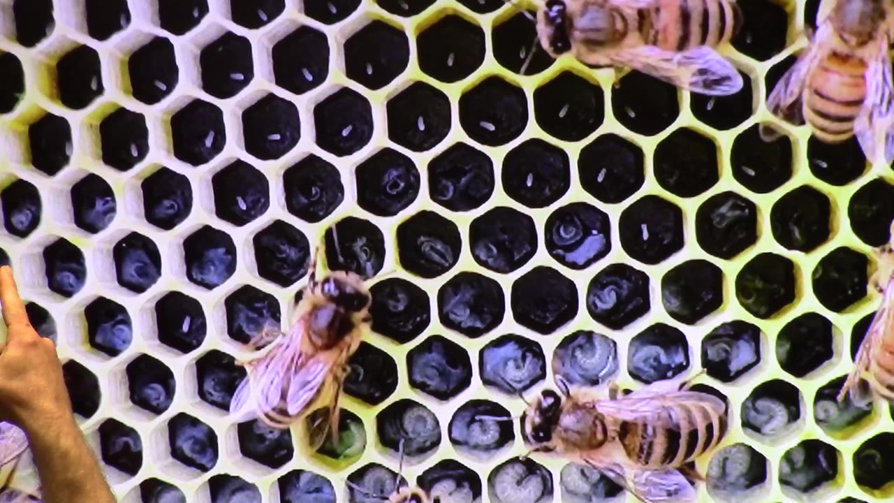 Rearing Queens