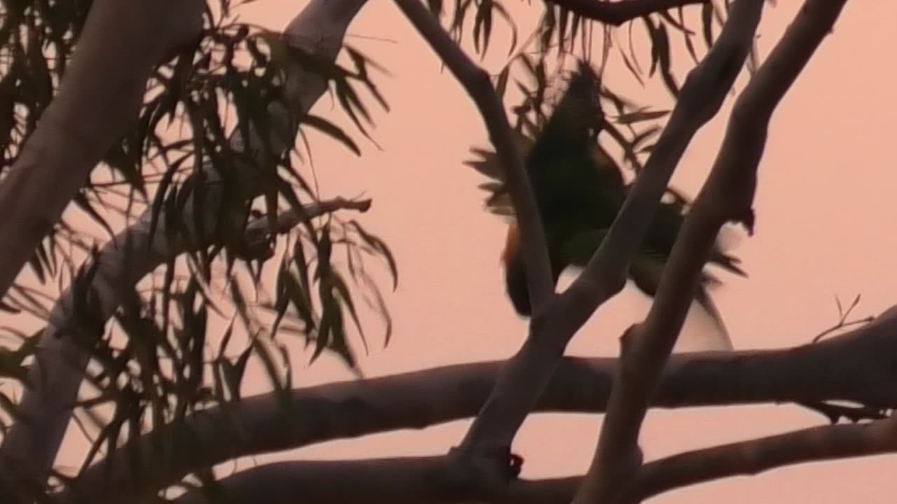 Fighting Lorikeets 10
