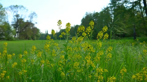 2 minutes of tranquility: Relaxing Spring Meadow - Birds Chirping - Nature Ambience