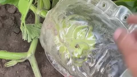 Carved Pumpkin Mask Stuns Everyone