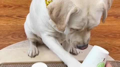 What will happen to the dog if he is deceived?
