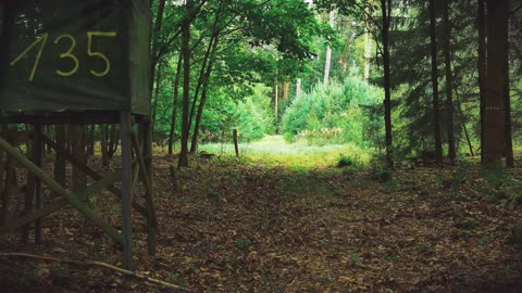 Mindful Moments in the Forest: A Meditation Escape