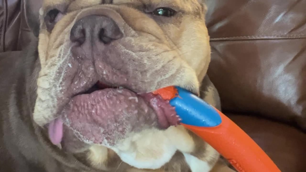 Bulldog Totally Lost in the Sauce