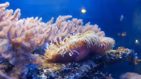 relaxation music underwater video