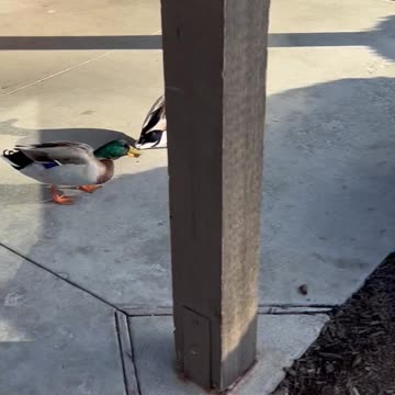 Ep. 186 "What The Duck with $hockoebottomboy$" by Patrick Henry The Batman