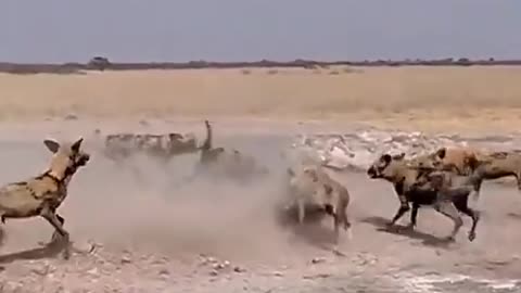 Lions vs another animals fight