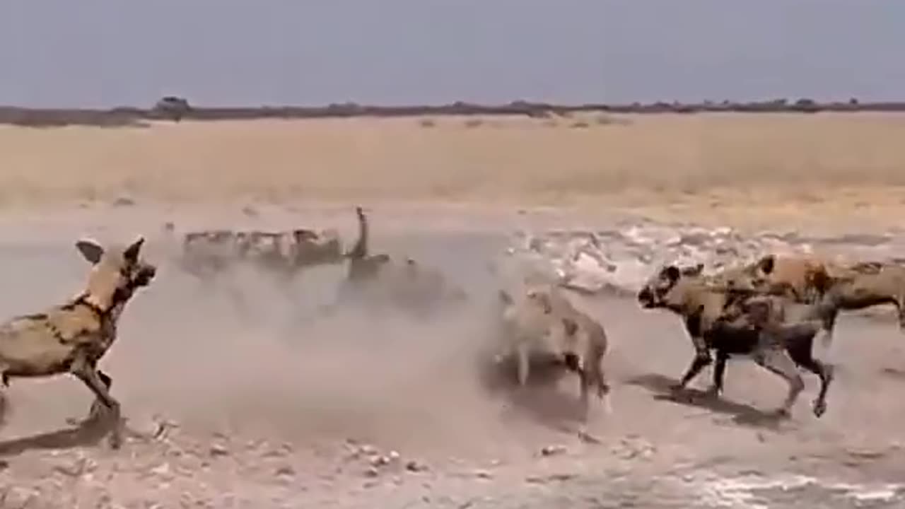 Lions vs another animals fight