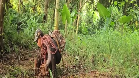 1 - 26 The Miraculous Survival Journey ofa Girl- Building a Wooden House and Hunting Wild Pigs
