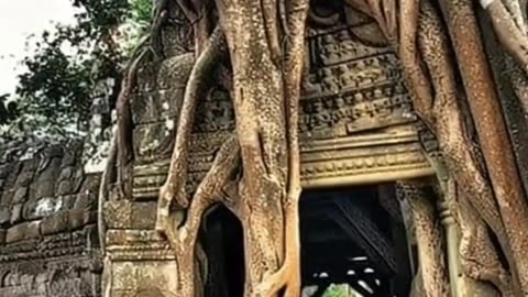 Cave of the tree