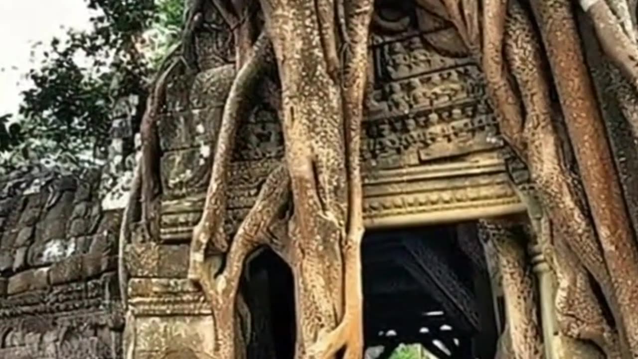 Cave of the tree