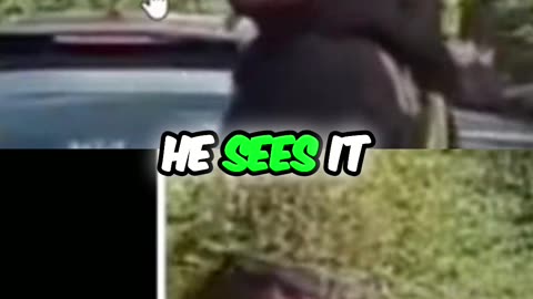 Dash Cam Catches Insurance Fraud & Immigration Drama! Must Watch!