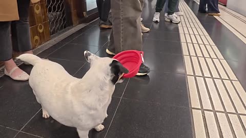 Puppy Headed Home on the Metro