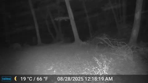 Cub - Mama bear was just ahead