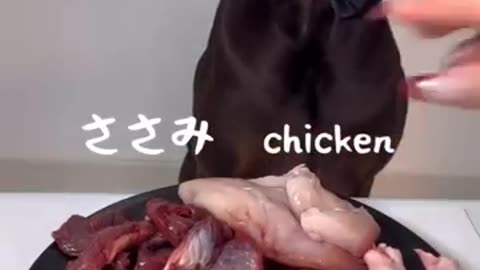 animals