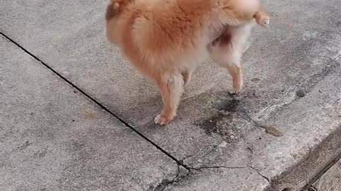 Funny dog