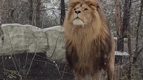 LION LION