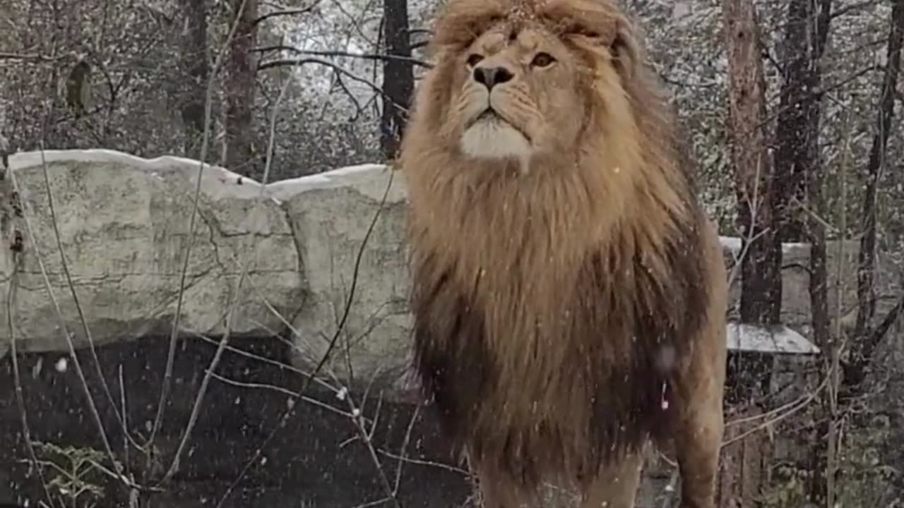 LION LION