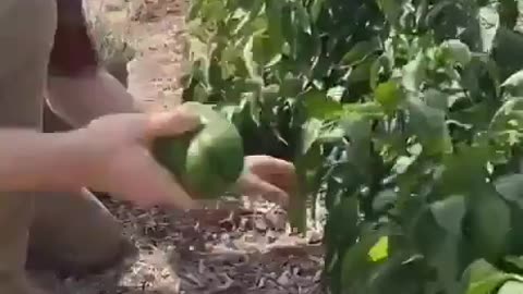 A few helpful tips for home gardening outside of "Big Ag/Big Fertilizer/Big Chemical" propaganda