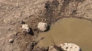 8 Weeks Later I unplug A Spring For The Wild Horses