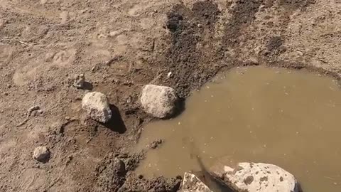 8 Weeks Later I unplug A Spring For The Wild Horses